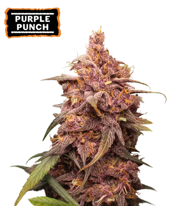 Purple Punch – Seed Stockers – Feminized
