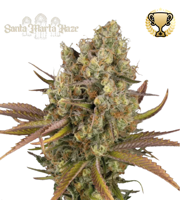 Santa Marta Haze Auto – Seed Stockers – Autoflowering