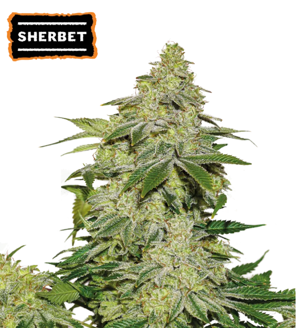 Sherbet Auto – Seed Stockers – Autoflowering