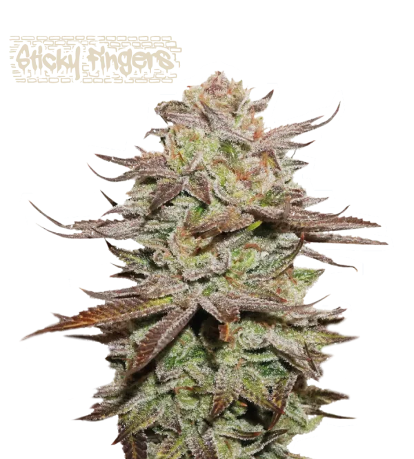 Sticky Fingers Auto – Seed Stockers – Autoflowering