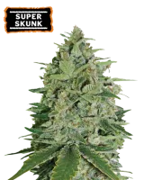 Super Skunk – Seed Stockers – Feminized