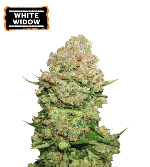 White Widow – Seed Stockers – Feminized