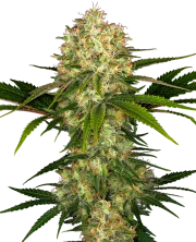 Afghani #1 – Sensi Seeds – Regular