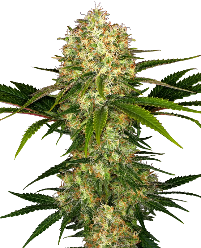Afghani #1 – Sensi Seeds – Regular