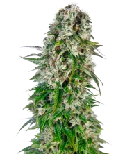 Big Bud Auto – Sensi Seeds – Autoflowering