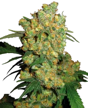 Big Bud – Sensi Seeds – Regular