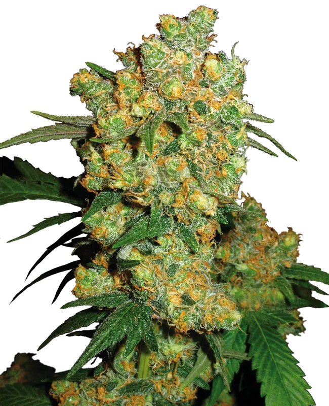 Big Bud – Sensi Seeds – Regular