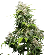 California Indica – Sensi Seeds – Regular