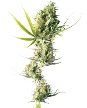 Durban – Sensi Seeds – Regular