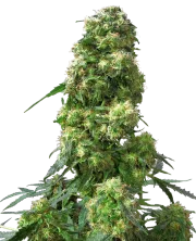 Early Skunk – Sensi Seeds – Regular