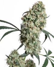 Ed Rosenthal Superbud – Sensi Seeds – Regular