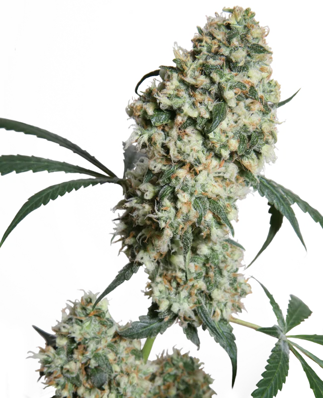 Ed Rosenthal Superbud – Sensi Seeds – Regular