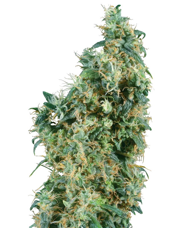 First Lady – Sensi Seeds – Regular