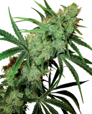 Fruity Juice – Sensi Seeds – Regular