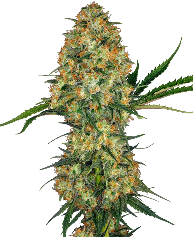 Hindu Kush – Sensi Seeds – Regular