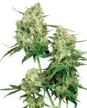 Maple Leaf Indica – Sensi Seeds – Regular