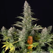 Pineapple Chunk – Barneys Farm – Feminized