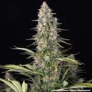 Pineapple Chunk – Barneys Farm – Feminized