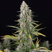 Pineapple Chunk