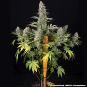 Pineapple Chunk – Barneys Farm – Feminized
