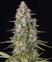 Pineapple Chunk – Barneys Farm – Feminized