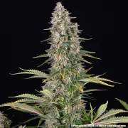 Pineapple Chunk – Barneys Farm – Feminized