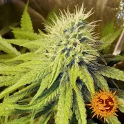 Pineapple Chunk