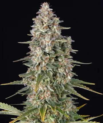 Pineapple Chunk – Barneys Farm – feminized