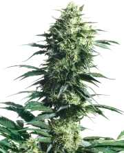 Mother's Finest – Sensi Seeds – Regular