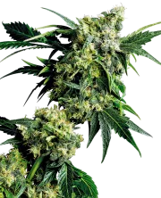 Mr Nice G13 x Hash Plant – Sensi Seeds – Regular