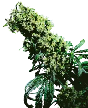 Northern Lights #5 x Haze – Sensi Seeds – Regular