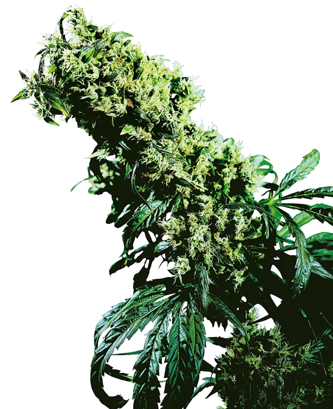 Northern Lights #5 x Haze – Sensi Seeds – Regular