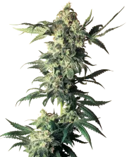 Northern Lights – Sensi Seeds – Regular