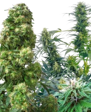 Outdoor Mix – Sensi Seeds – Regular