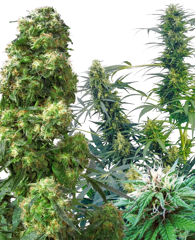 Outdoor Mix – Sensi Seeds – Regular