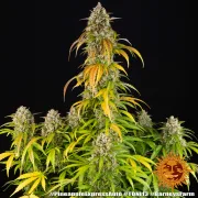 Pineapple Express Auto – Barneys Farm – Autoflowering