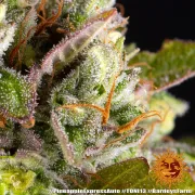 Pineapple Express Auto