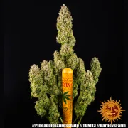 Pineapple Express Auto – Barneys Farm – Autoflowering