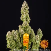 Pineapple Express Auto