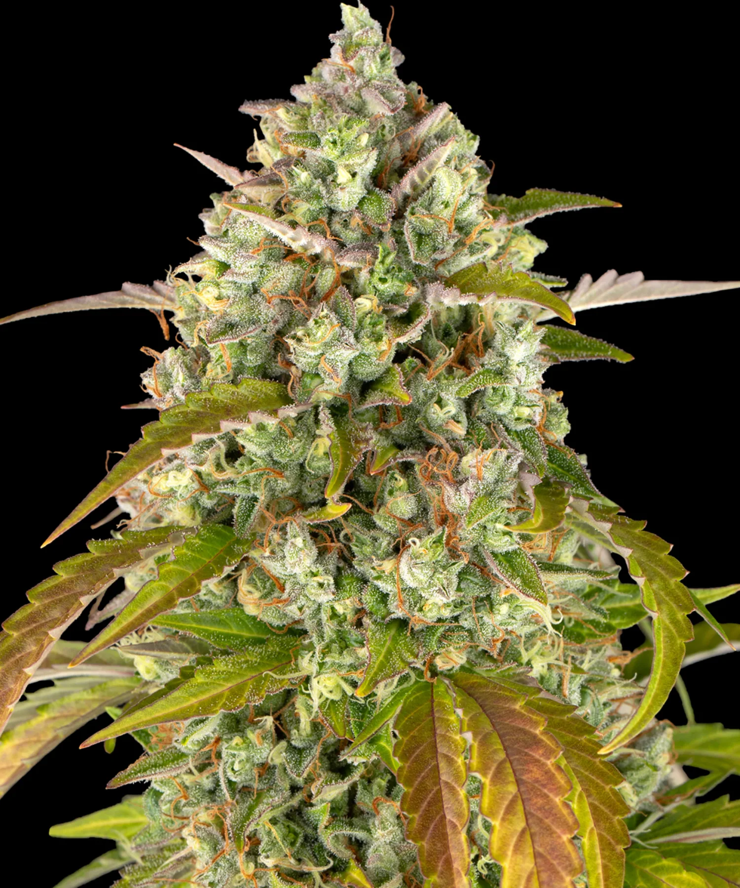Pineapple Express Auto – Barneys Farm – Autoflowering