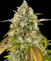Pineapple Express Auto – Barneys Farm – Autoflowering