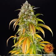 Pineapple Express Auto – Barneys Farm – Autoflowering