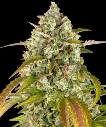 Pineapple Express Auto – Barneys Farm – autoflowering