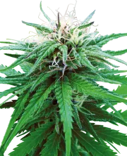 Ruderalis Indica – Sensi Seeds – Regular
