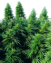 Ruderalis Skunk – Sensi Seeds – Regular