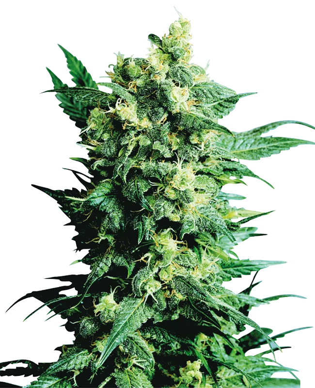 Shiva Shanti II – Sensi Seeds – Regular