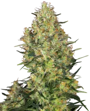Shiva Skunk – Sensi Seeds – Regular