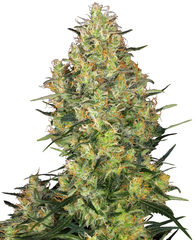 Shiva Skunk – Sensi Seeds – Regular