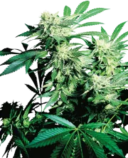Skunk Kush – Sensi Seeds – Regular