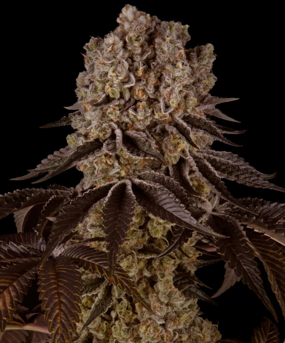 Purple Punch – Barneys Farm – Feminized